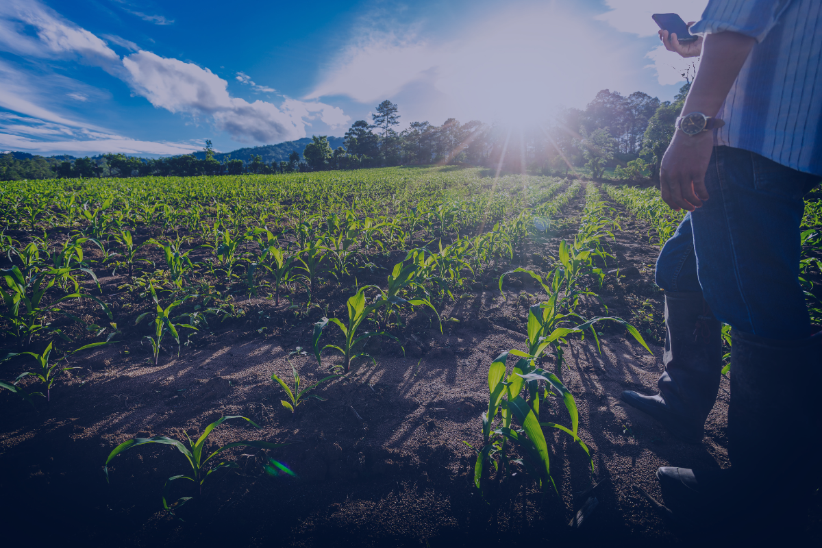 MN-Smart Revoluciona o Setor Agropecuário com Soluções Tecnológicas Inovadoras